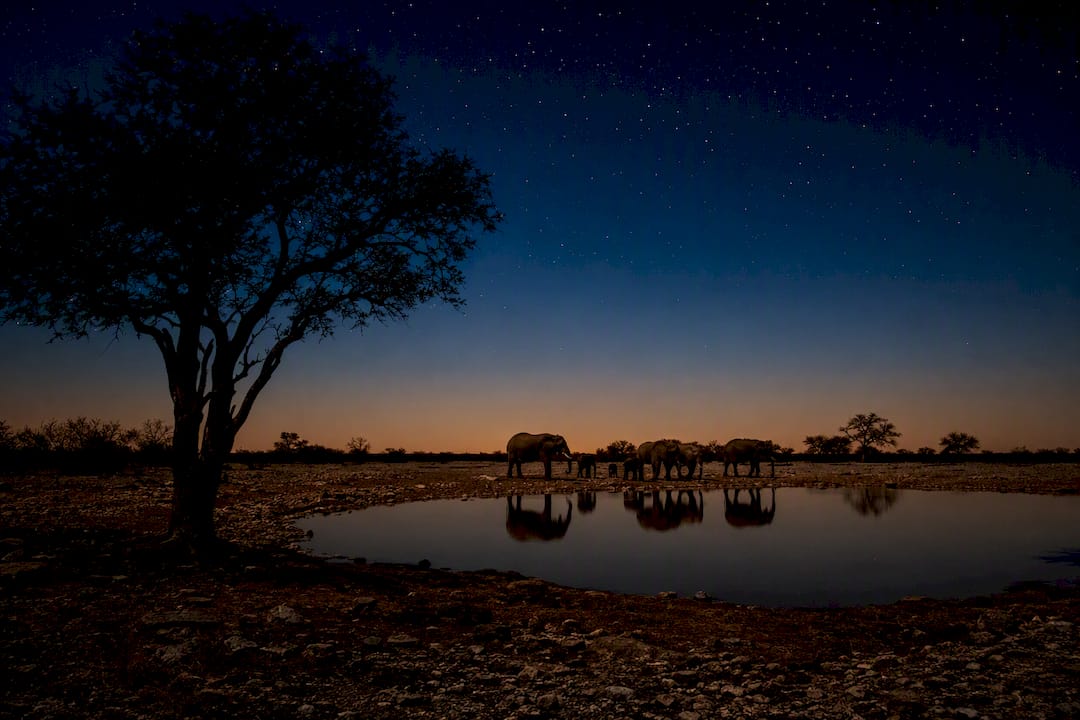 Elephants drinking at Etosha waterhole