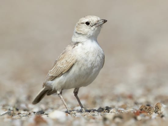 Gray's Lark