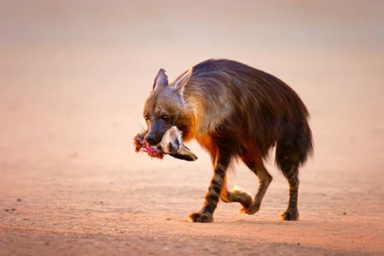 Namibia Safari vs South Africa Safari Cost