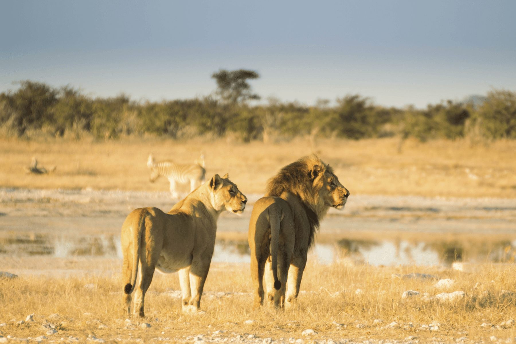Desert Dune and Wildlife Safari