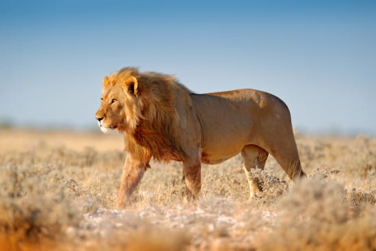 African Lion