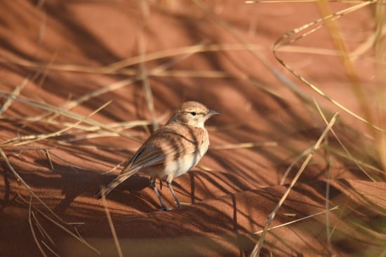 Dune Lark