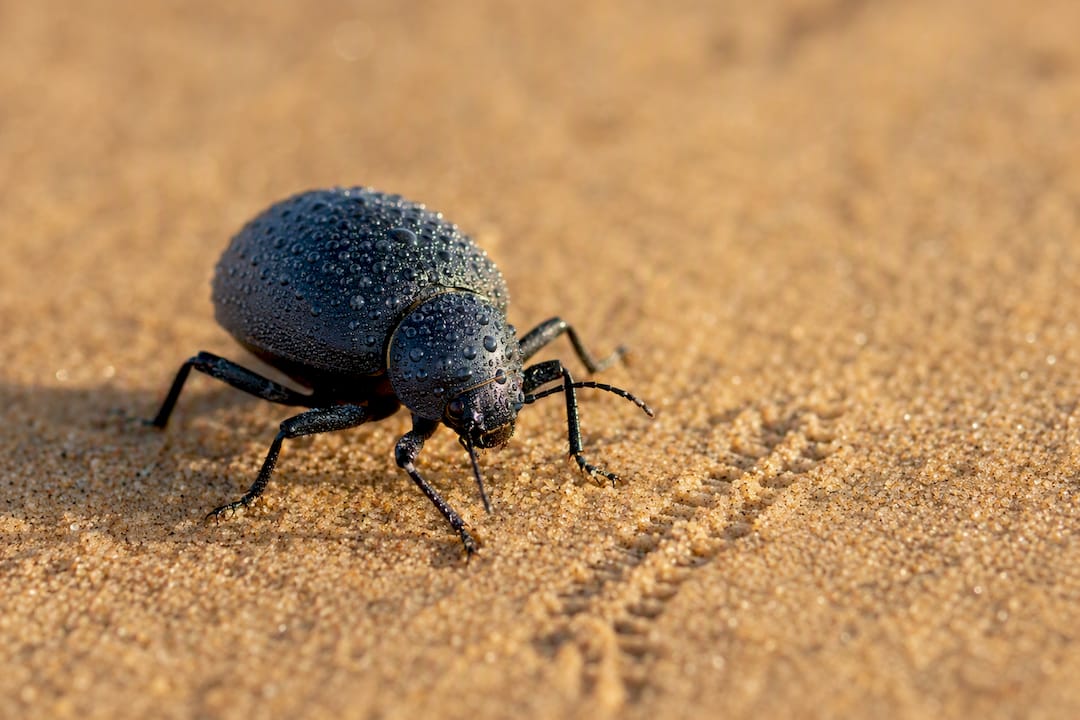 Fog-basking beetle on desert dune