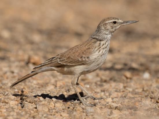 Benguella Lark