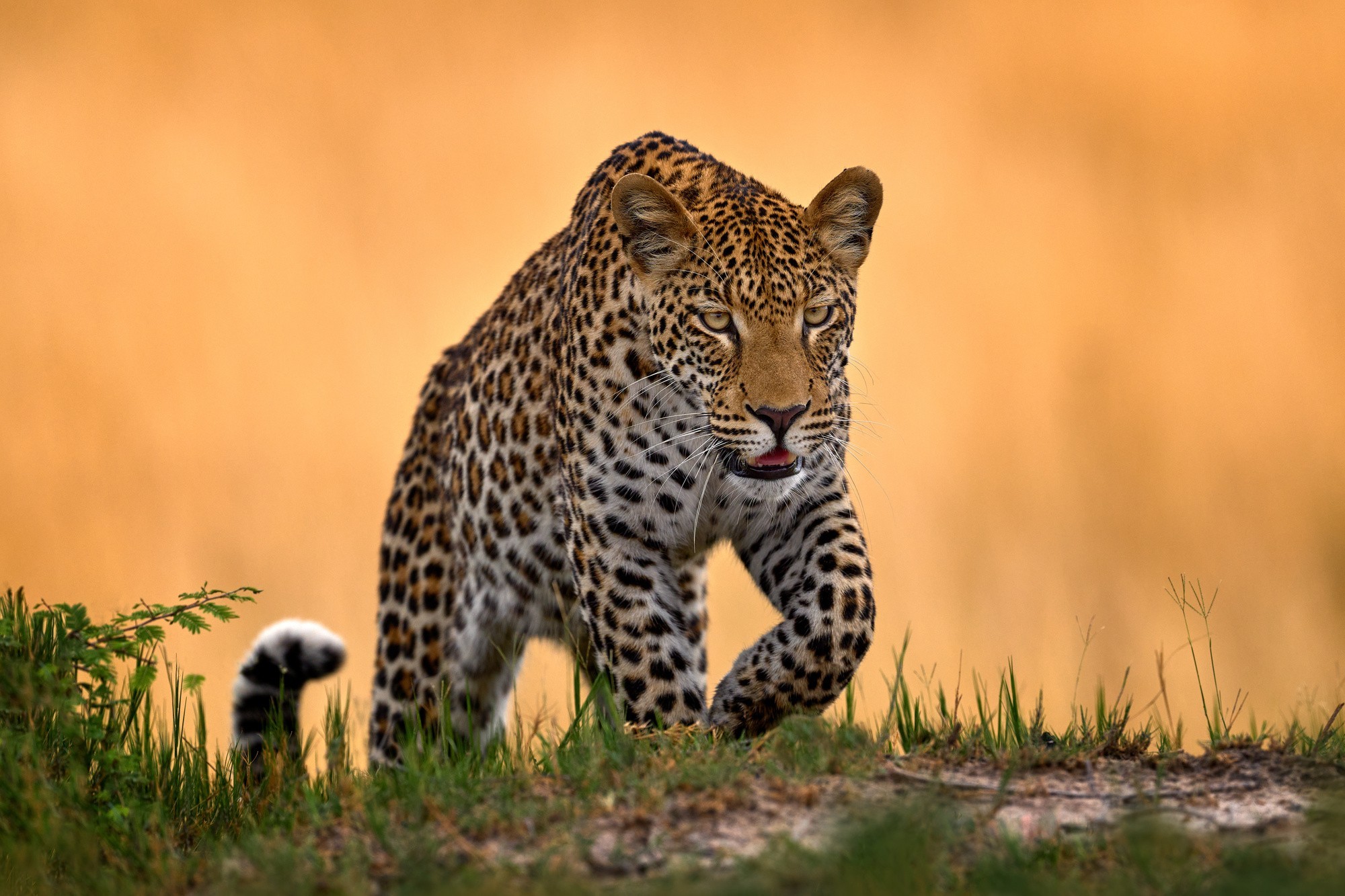 Extravagant Namibia Fly-In Safari