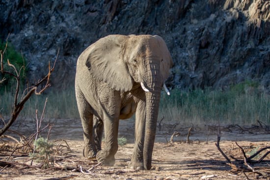 African Bush Elephants