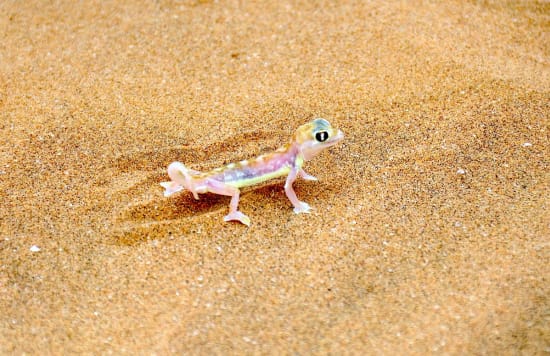 Best Time to Visit Namibia for Desert-Adapted Wildlife