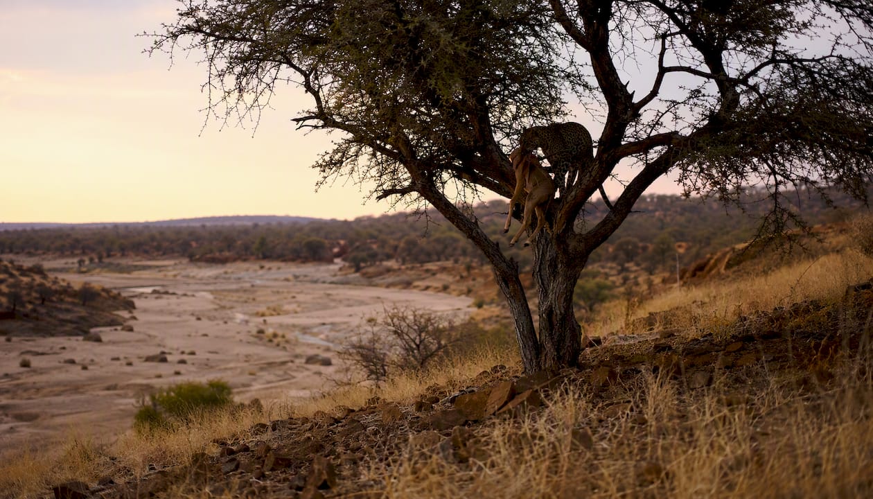 Leopard dragging a kill on desert ridge at dawn