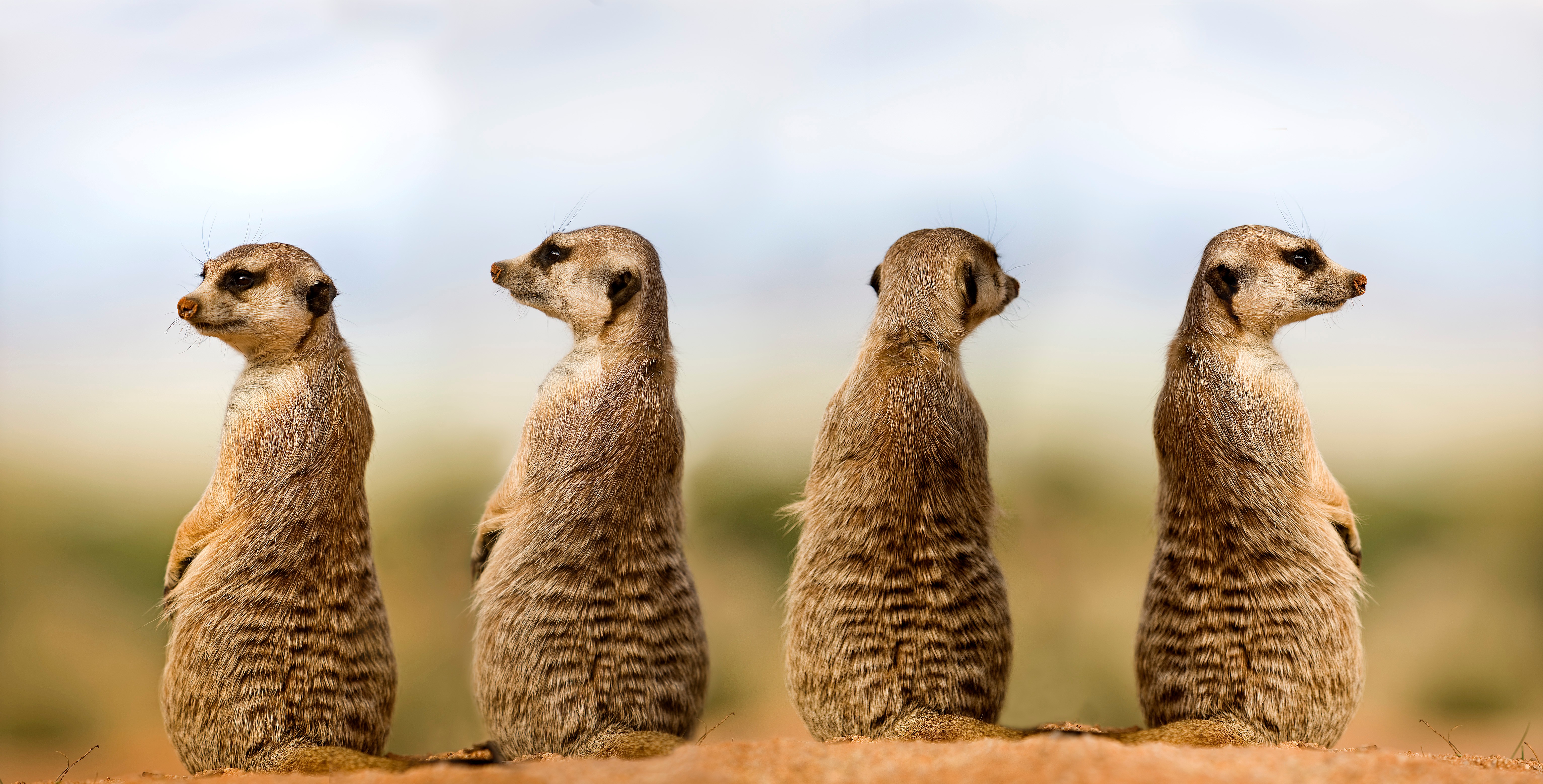 Meerkats in grass savana