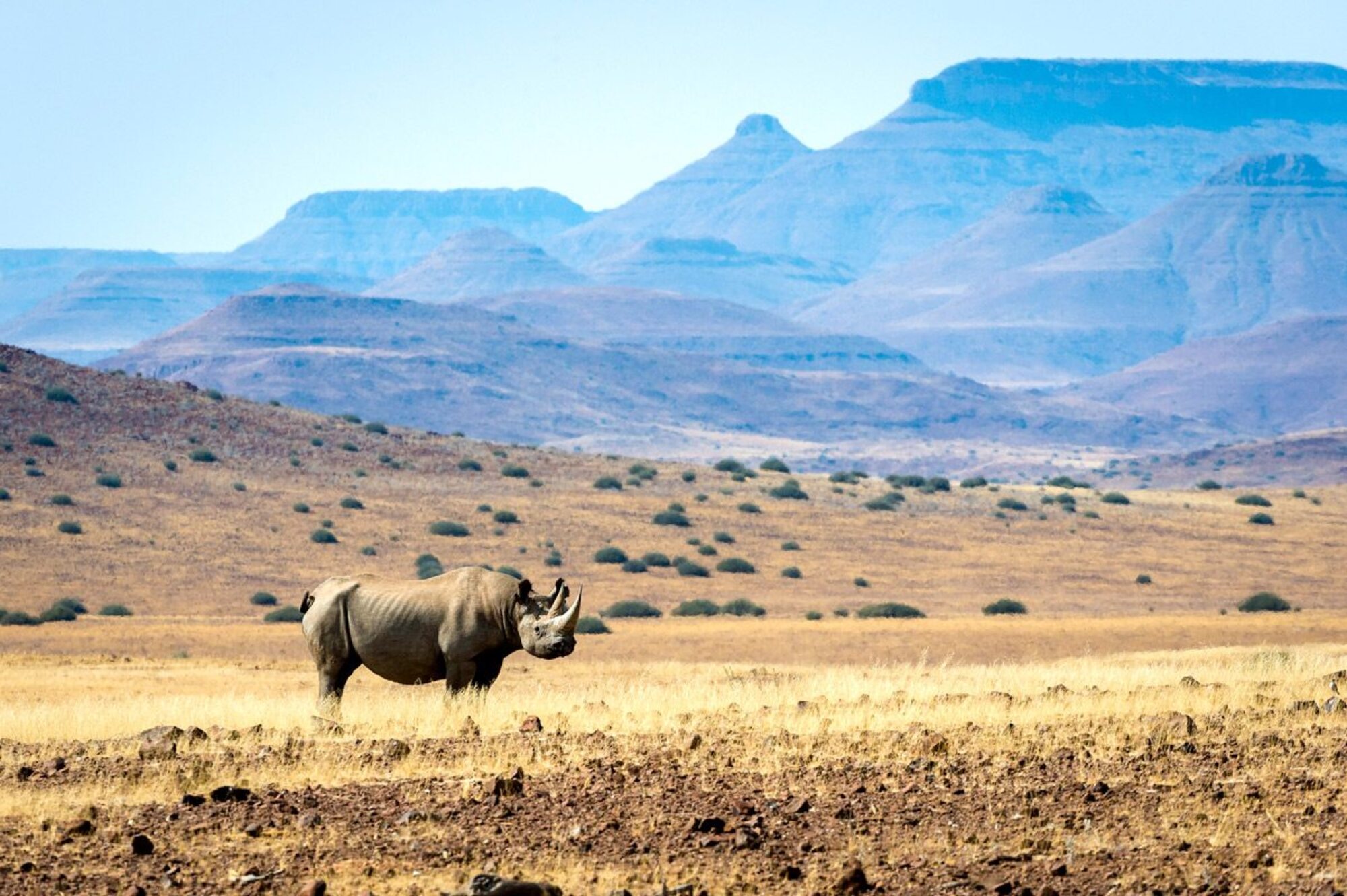 Desert Rhino Camp