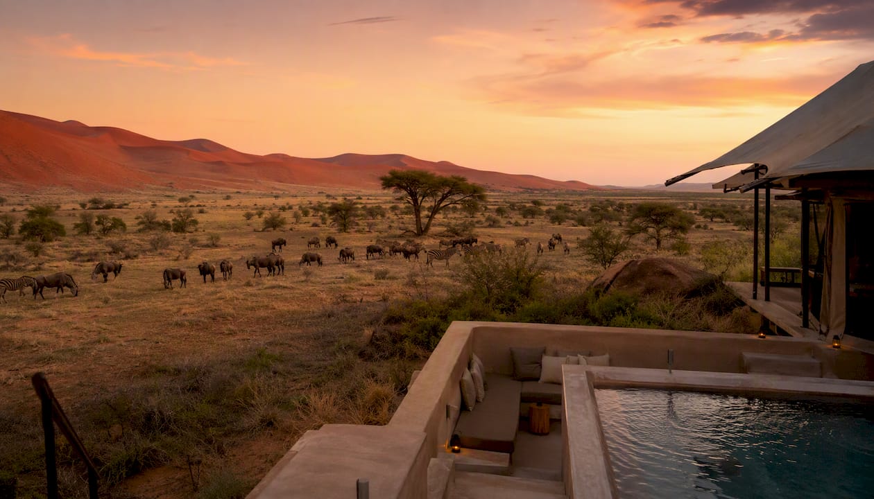 Oryx and springbok near luxury tent and dunes