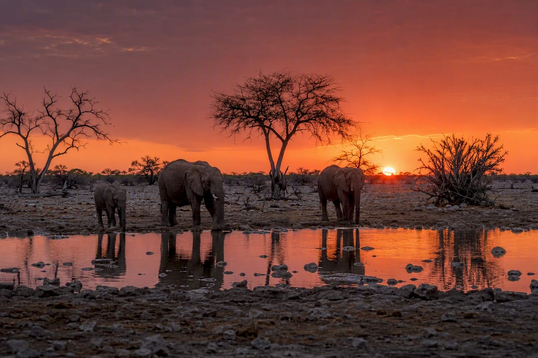 Wildlife drinking at Etosha waterhole at sunset