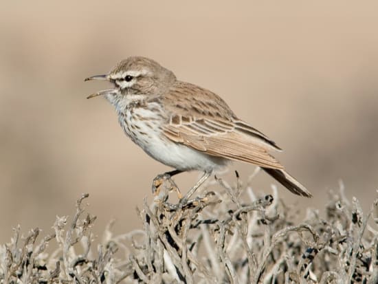 Barlow's Lark