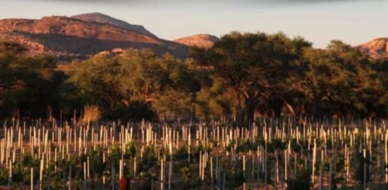 The Otavi Valley