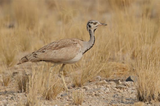 Rüppell's Bustard