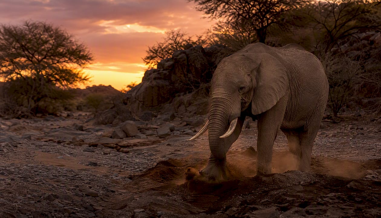 Desert elephants digging for water in dry riverbed
