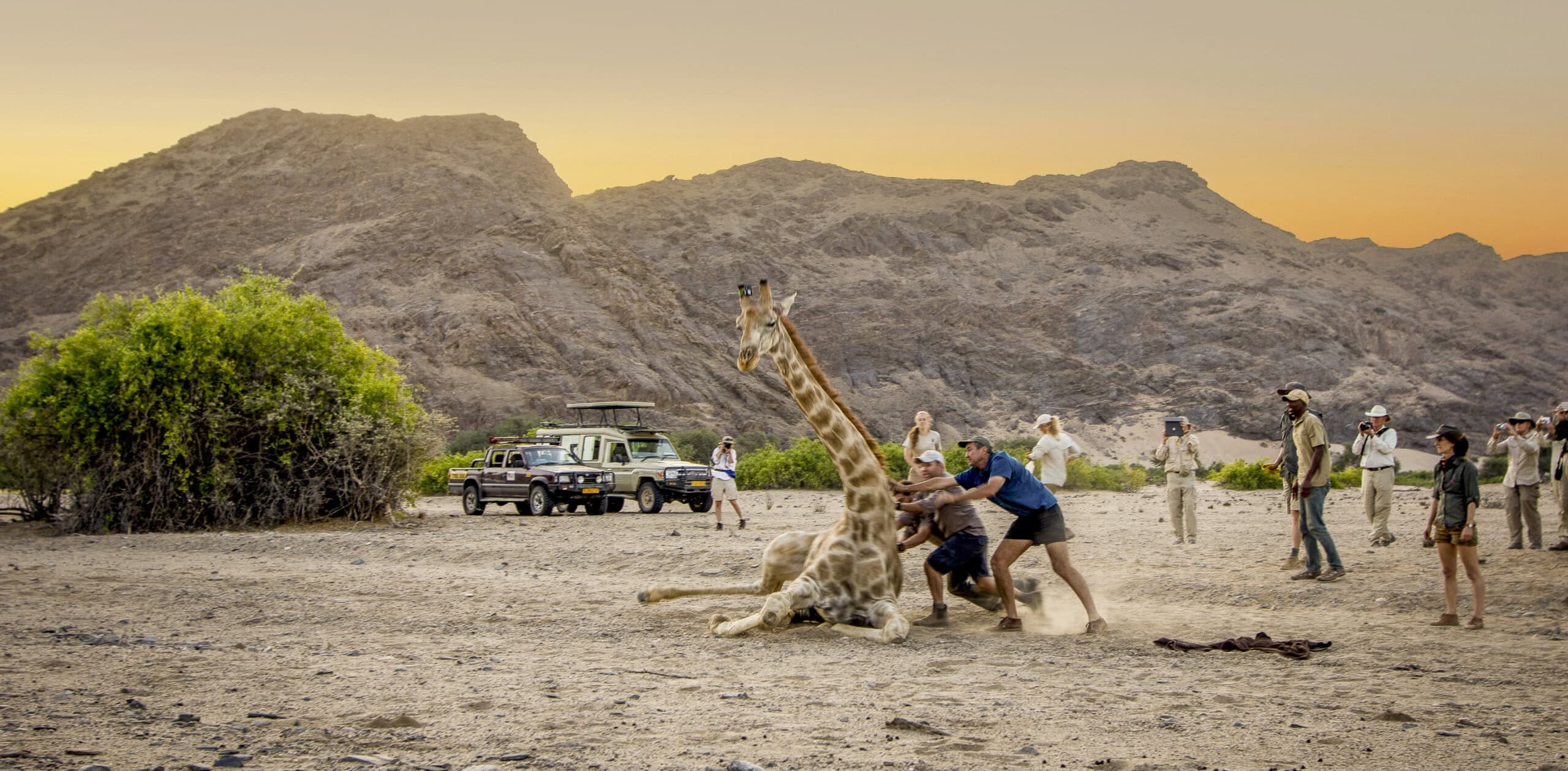 Giraffe Conservation Namibia