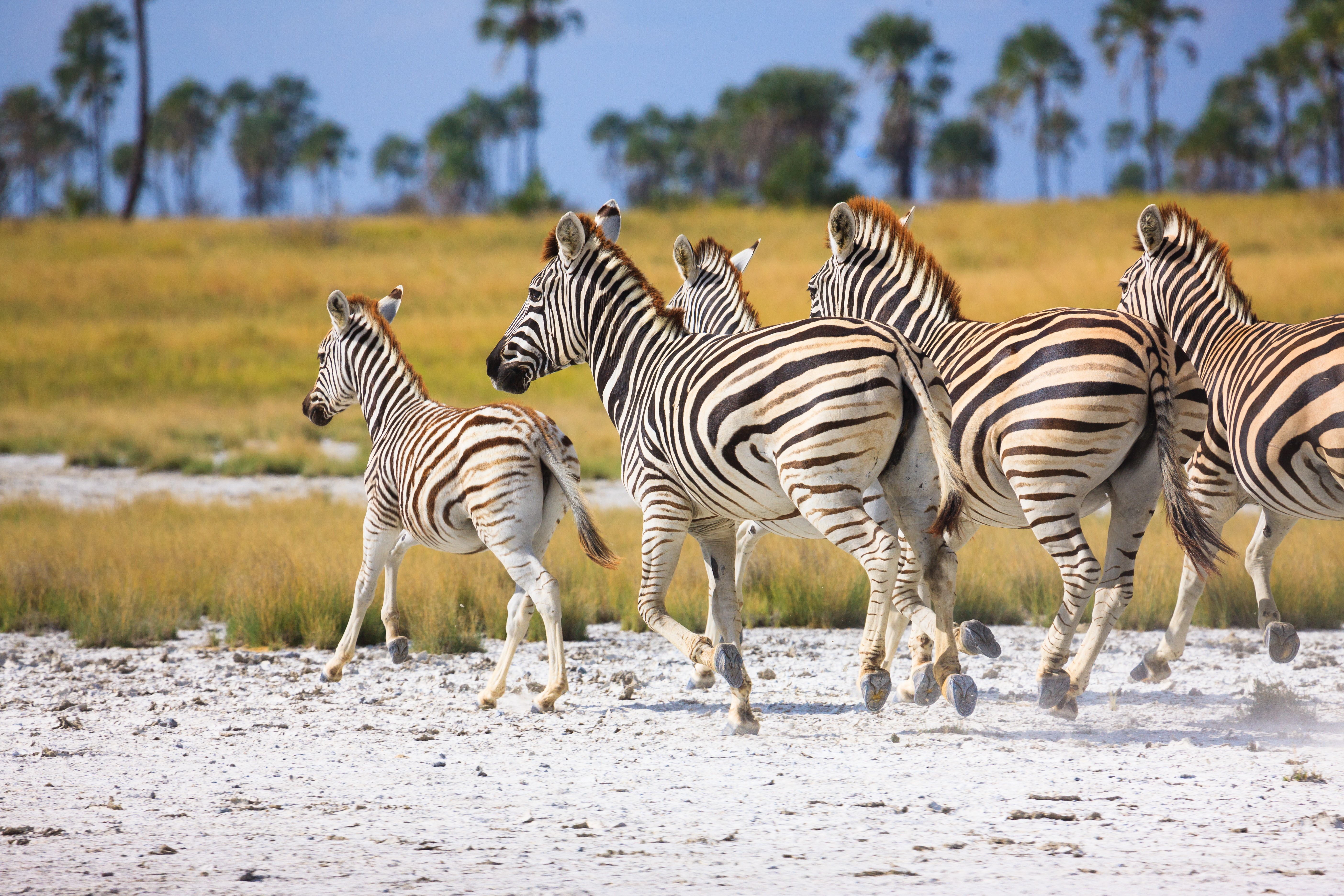 Namibia & Botswana Fly-In Safari