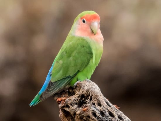 Rosy-faced Lovebird