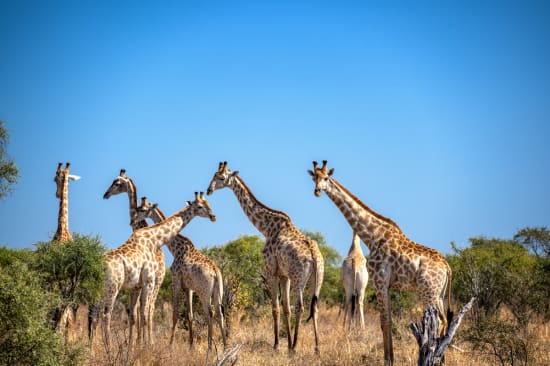 Namibia Safari vs Botswana Safari Cost