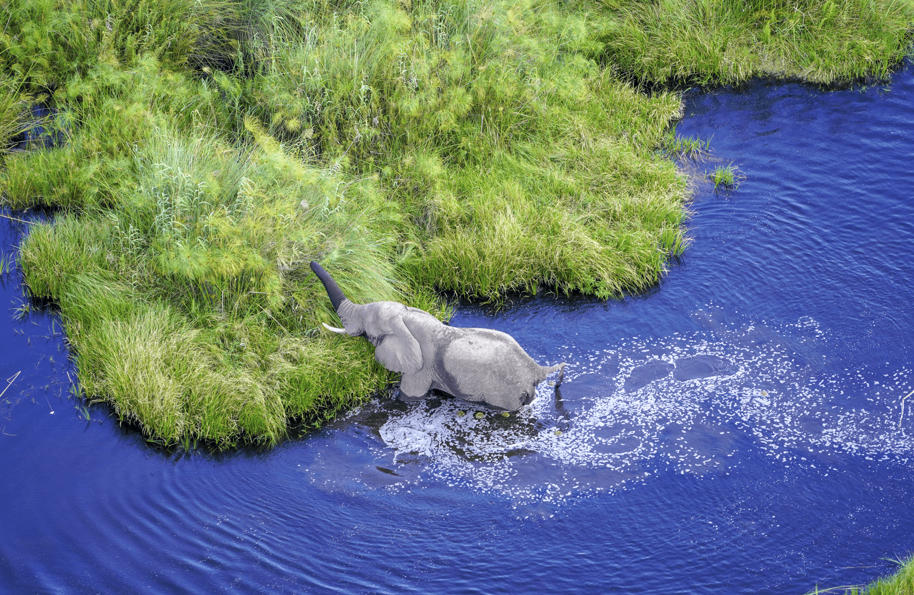 Okavango Wilderness Safari