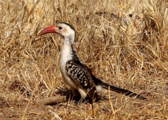 Damara Hornbill