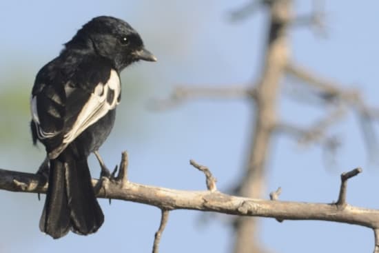 Carp's Tit