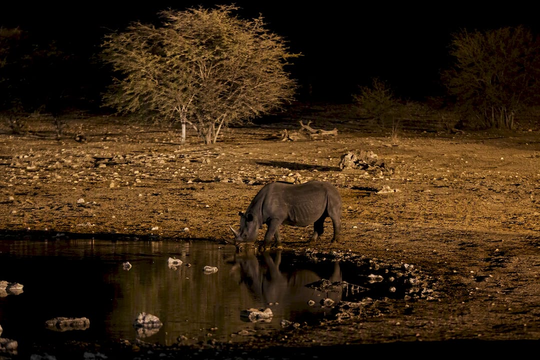 Black rhinos at floodlit Okaukuejo waterhole