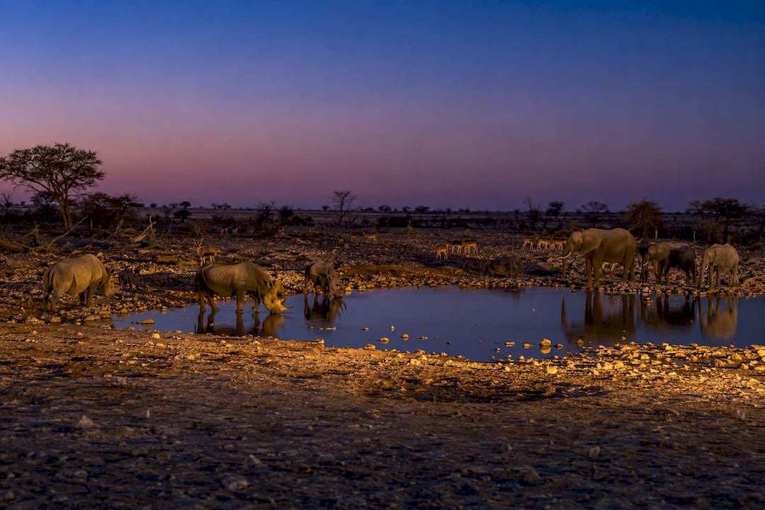 Floodlit waterhole with rhinos at dusk