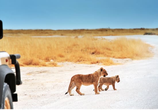 Self- Drive Safari Benefits