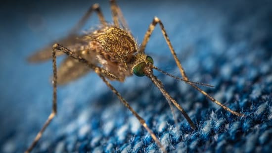 What is the risk of Malaria in Namibia?