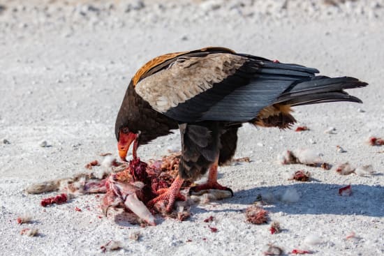 Etosha National Park