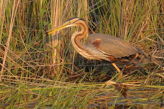 Wildlife Abound: A Haven for Biodiversity