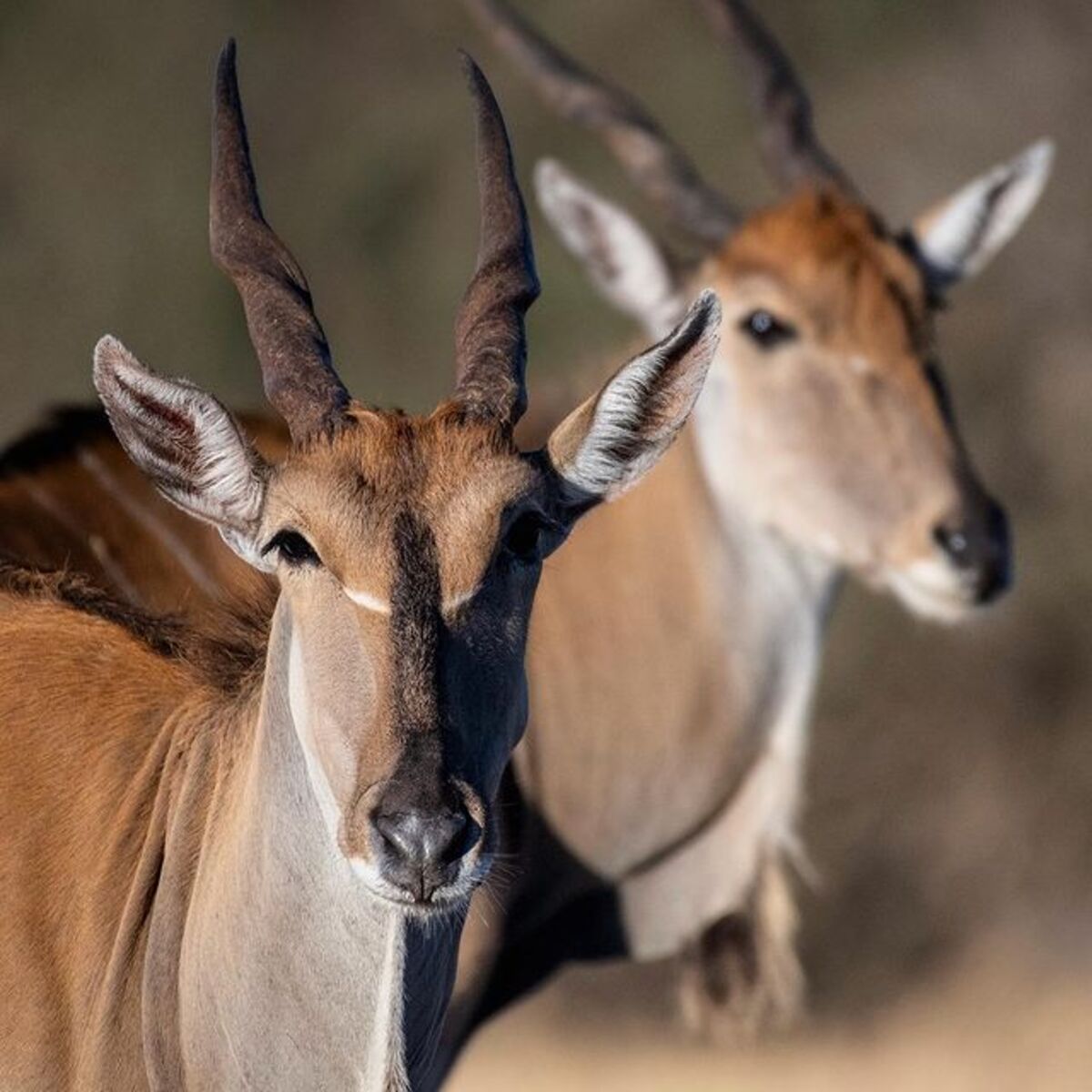 Hobatere Lodge