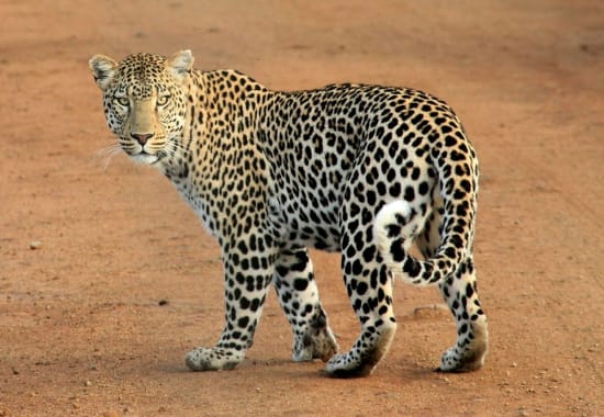 Myth 4: The wild animals roam the streets and want to eat you.
