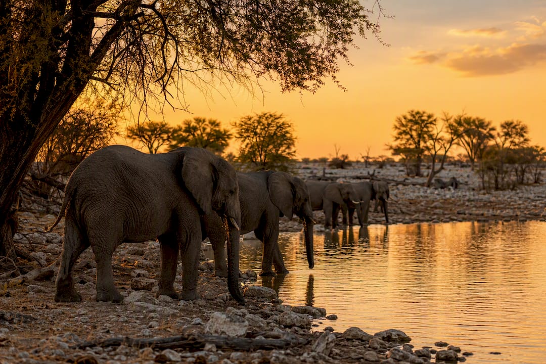 Elephants at Halali waterhole in sunset light