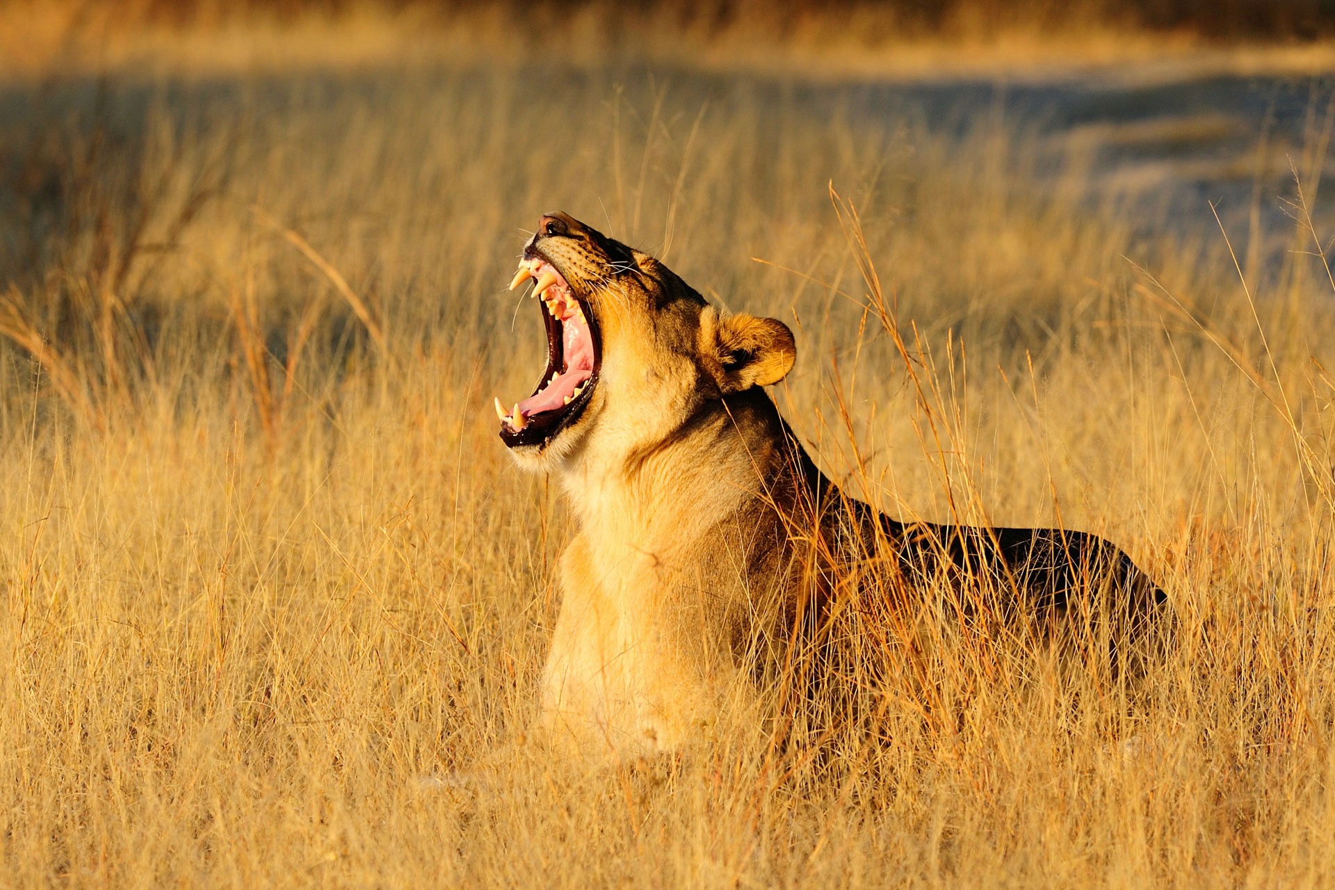 Iconic Zimbabwe & Botswana Safari