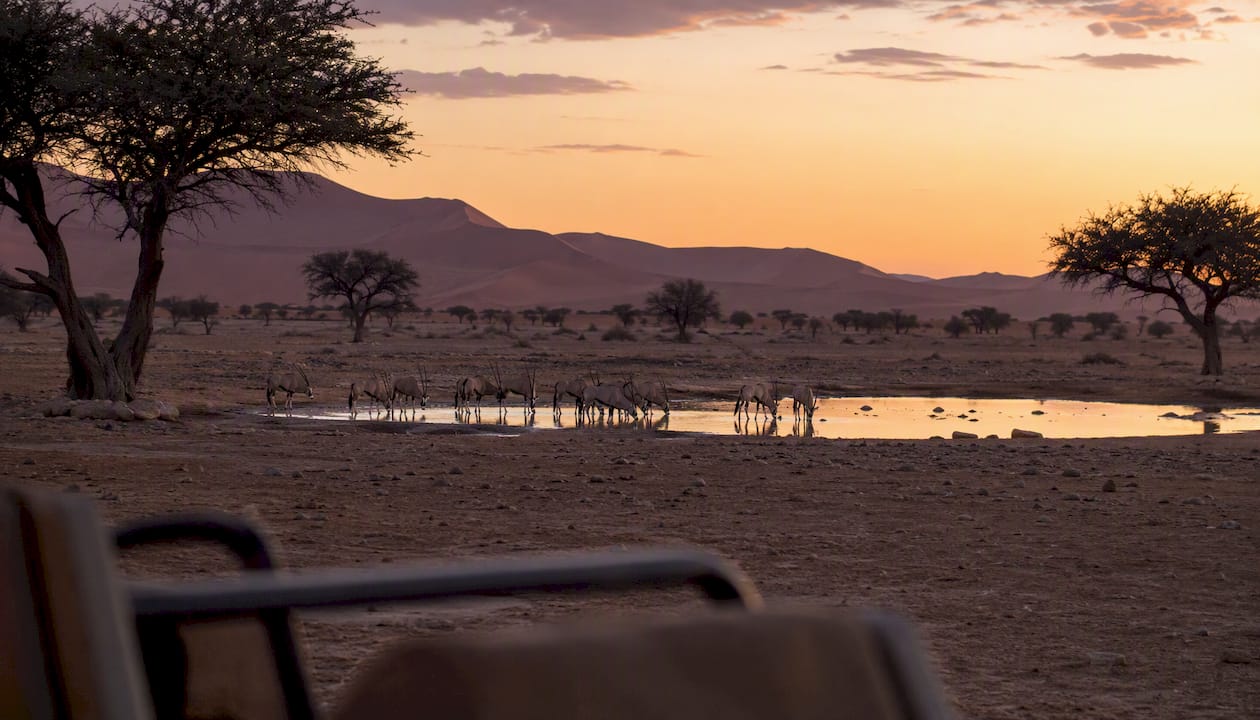 Oryx herd drinking at Namib desert waterhole at dusk
