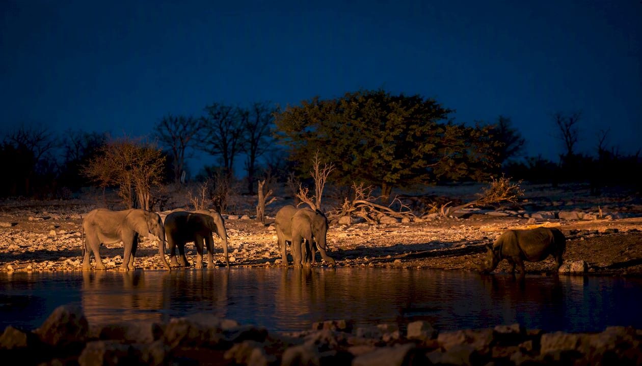Floodlit waterhole with elephants and rhinos at dusk in Etosha
