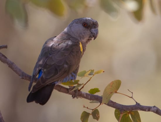 Rüppell's Parrot