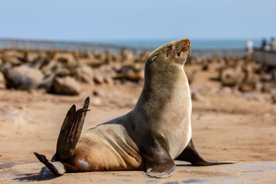 Cape Fur Seals at Cape Cross