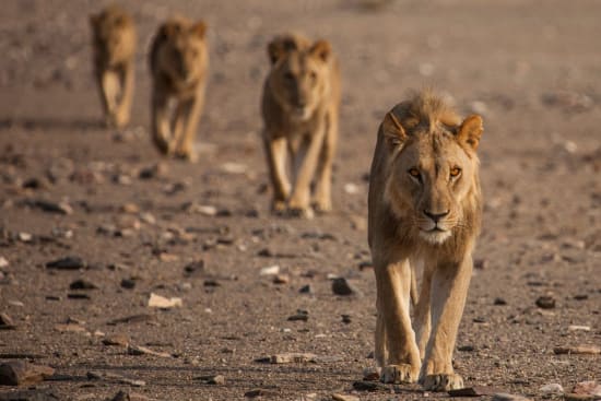 Black-Backed Jackals: Skeleton Coast