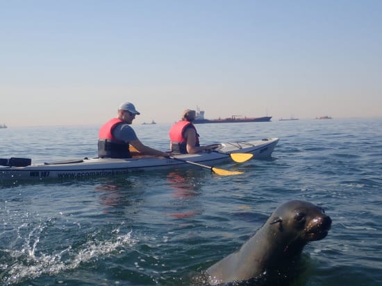 Marine Safari Activities: Where Luxury Meets Adventure
