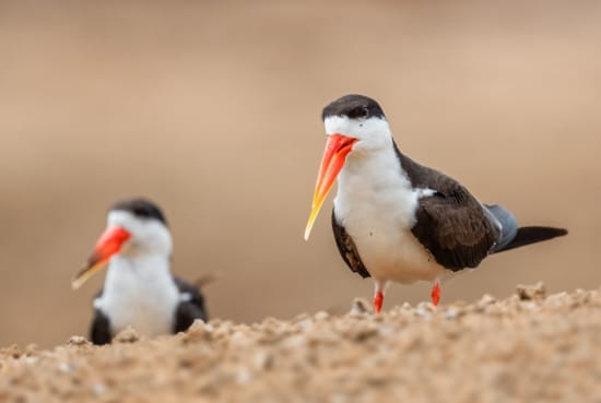 When is the Best Time for Birdwatching in Namibia?