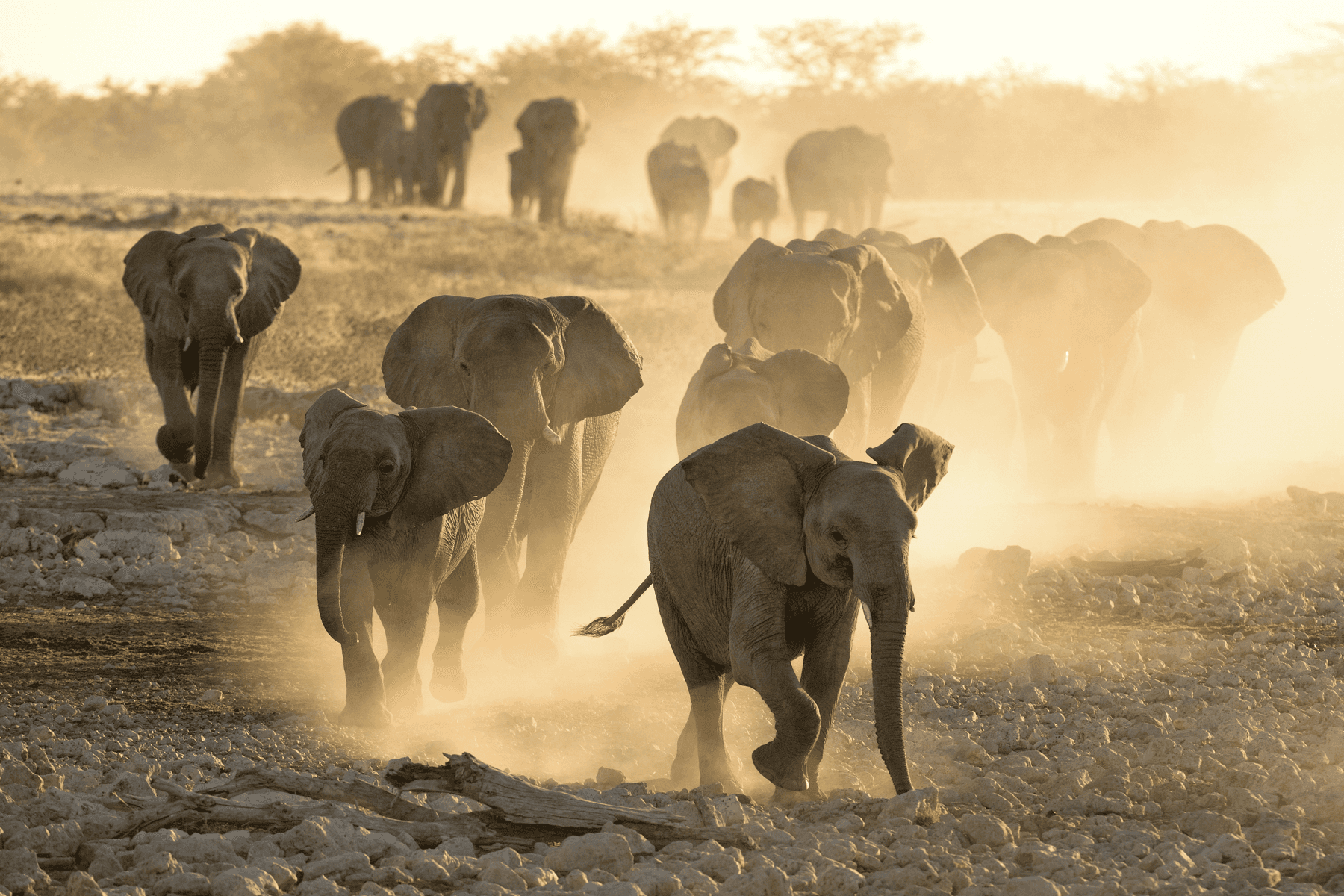 Troop Of Elephants walking in dust