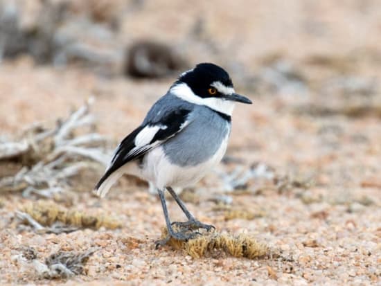 White-tailed Shrike