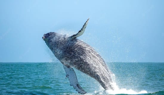 Discovering Namibia's Marine Wonderland