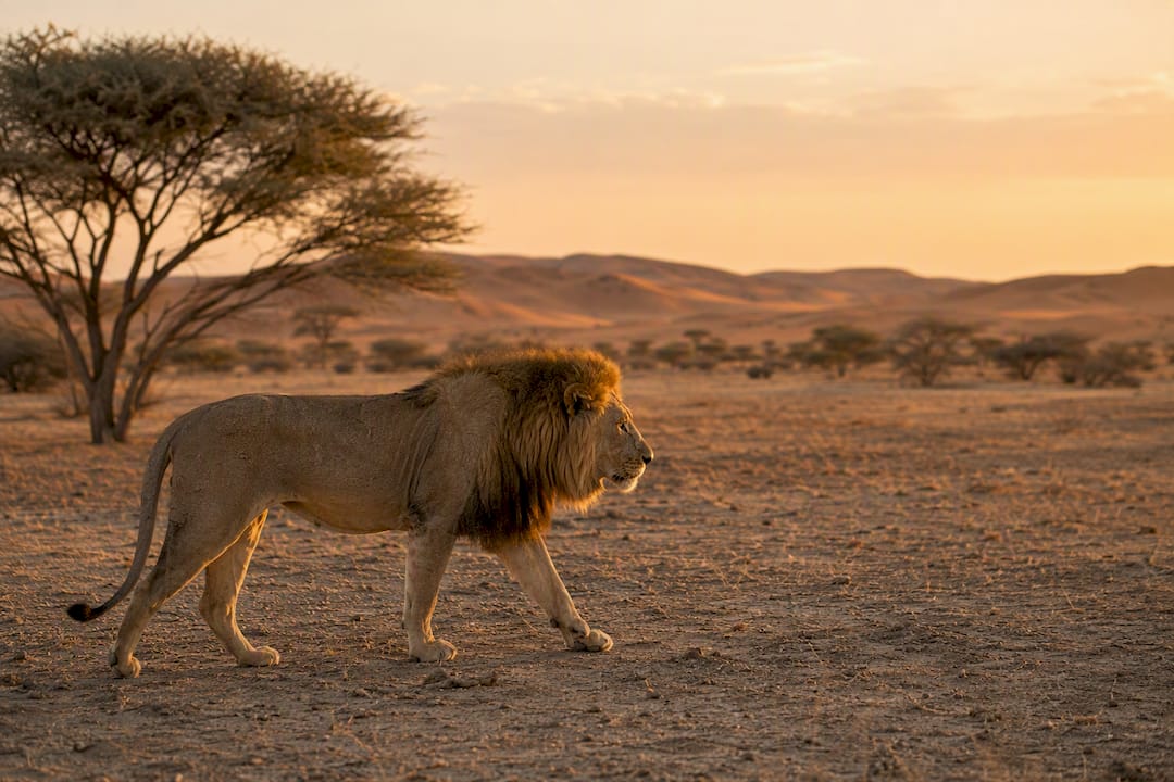 Desert lion moving through dry savannah