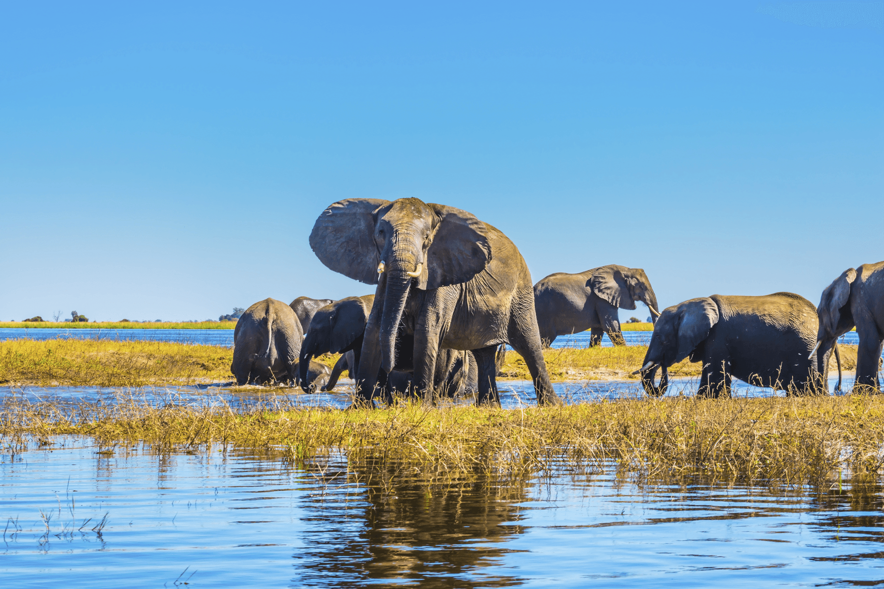 Best of the Delta Fly-In Safari