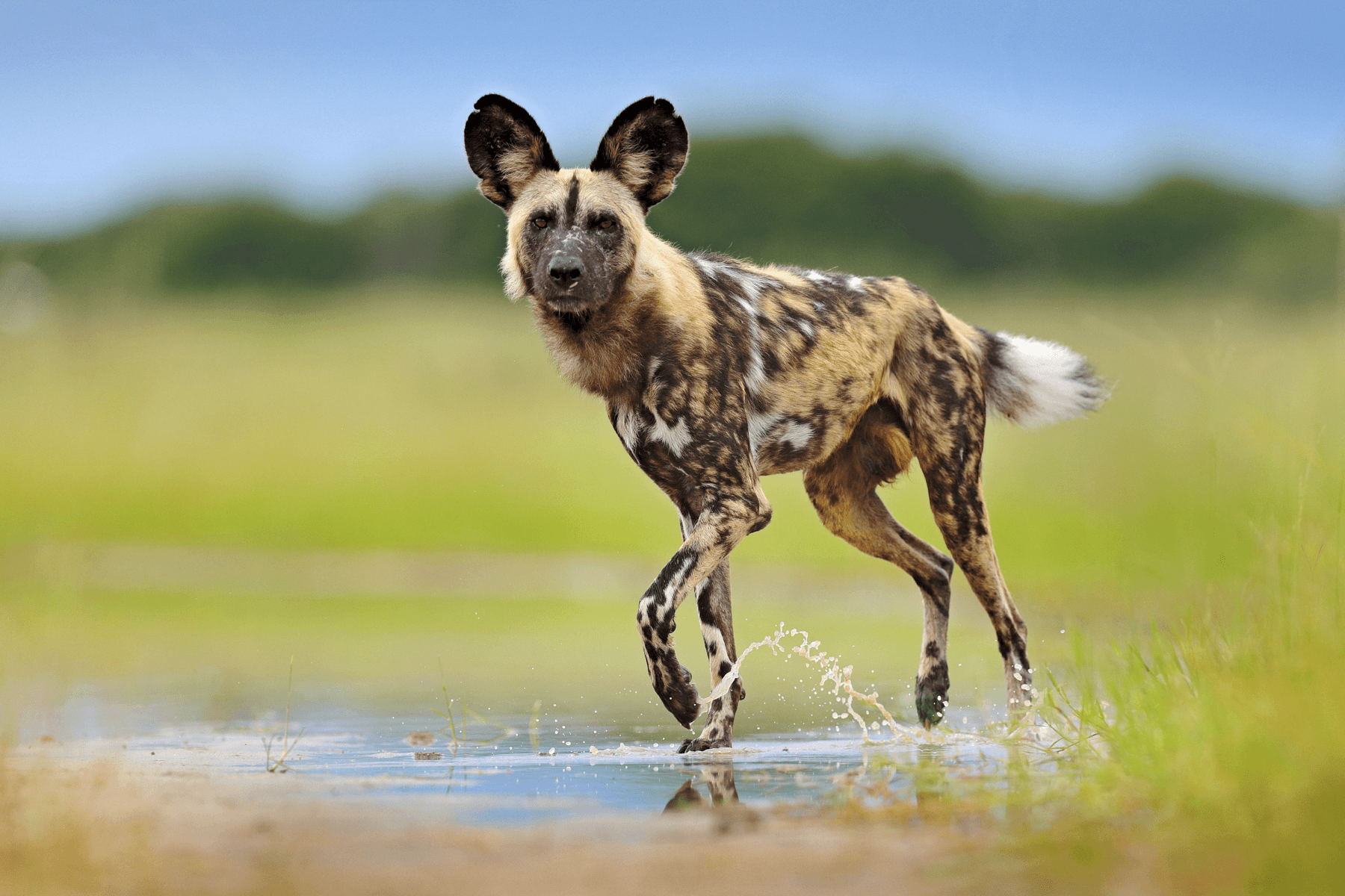 Kruger & Okavango Delta Luxury Fly-In Safari